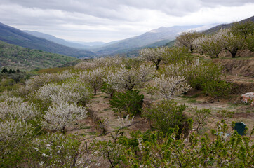 Fototapeta na wymiar cerezos en flor valle del jerte 2012
