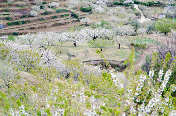 Obraz na płótnie Canvas cerezos en flor valle del jerte 2012