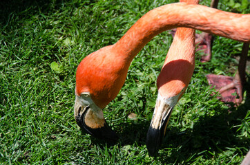 flamenco cabeza y cuello flamenco
