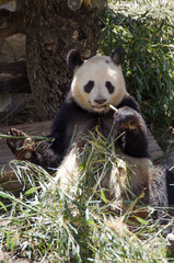 Obraz na płótnie Canvas osos panda comiendo bambú y jugando