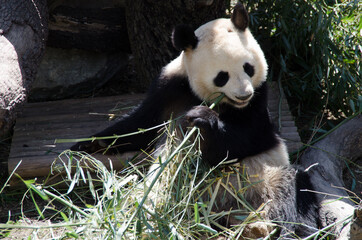 Obraz na płótnie Canvas osos panda comiendo bambú y jugando
