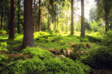Fototapeta na wymiar Frischer grüner Naturwald