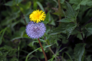 Macro photography of the seedhead of a dandelion