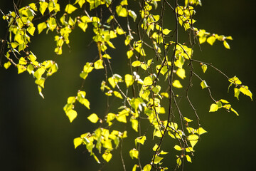 leaves hanging down from the trees, sea and forest in the blurry background 