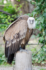 aguila