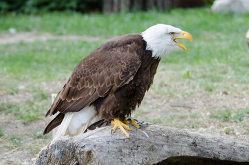 aguila real