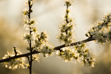 white little flowers, plum blossoms