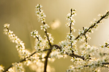 white little flowers, plum blossoms