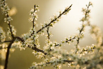 white little flowers, plum blossoms