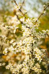 white little flowers, plum blossoms