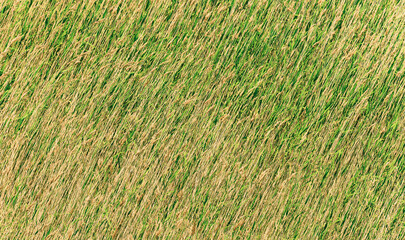 dry windy grass field, closeup