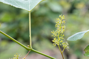 Macro close up of grape flowers and fruit
