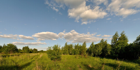 A summer walk through the forest, a beautiful panorama.