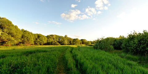 A summer walk through the forest, a beautiful panorama.