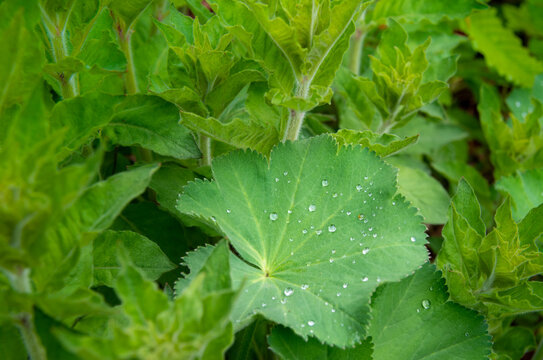 View of a green leaf with dew drops surrounded by perennials
