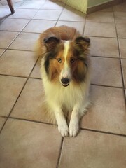 border collie puppy