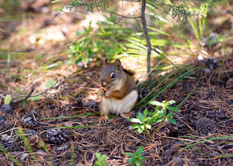 Naklejka na ściany i meble Red Squirrel in Grand Teton National Park