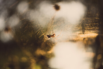 Spider net in sunset