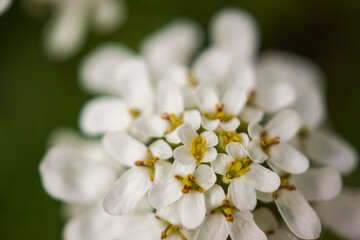 Fototapeta na wymiar Evergreen candytuft flowers, iberis sempervirens 