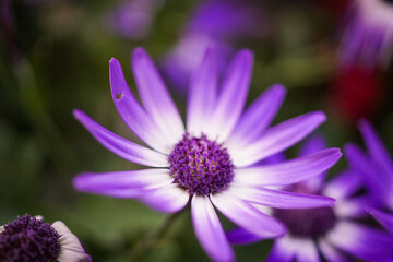 violet flowers, Bornholm Marguerite