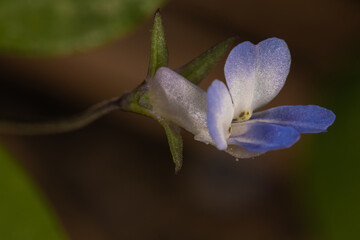 Small-flowered Blue-eyed Mary (Collinsia parviflora)