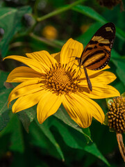 Foto de um lindo girassol e uma borboleta