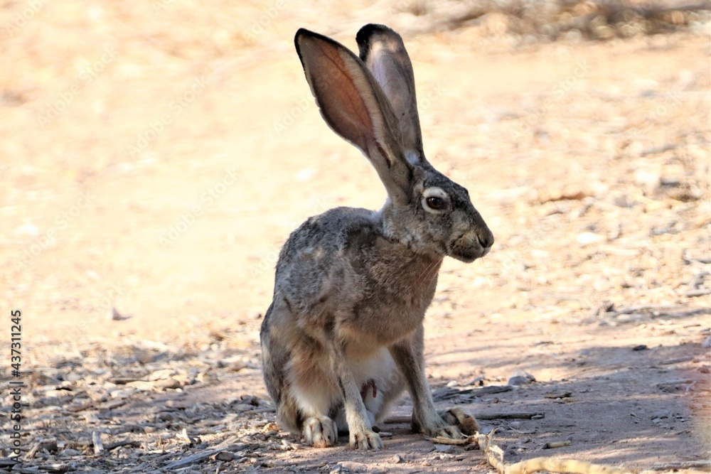 Wall mural What Big Ears This Jackrabbit Has