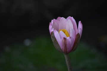Fototapeta premium Blooming water lily 