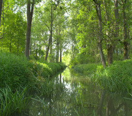 Obraz premium river in the forest on a sunny day