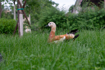Obraz premium Ruddy shelduck / Brahminy duck
