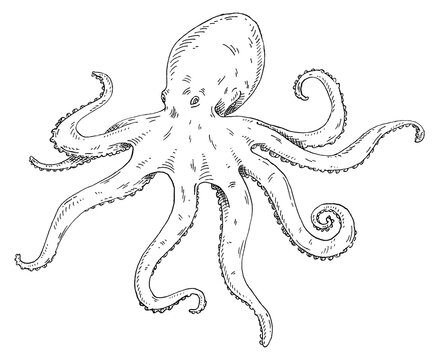 Octopus isolated on white background. Vintage hatching monochrome black illustration