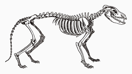 Extinct Tasmanian wolf thylacinus cynocephalus skeleton in profile view, after antique engraving from the 19th century