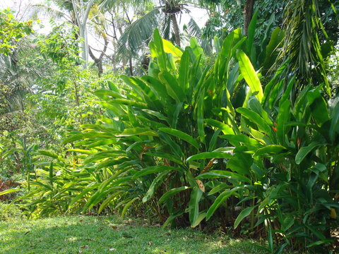 Jard&iacute;n de c&eacute;sped con helechos 2