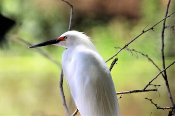 Egret Thoughts
