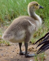 Duckling 
