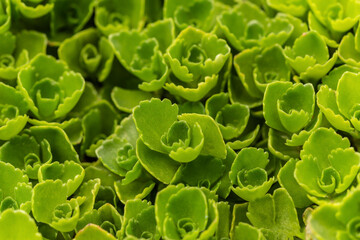 Close-up of stonecrop garden succulents