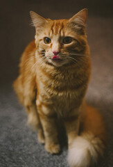 portrait of a brown cat with tongue out