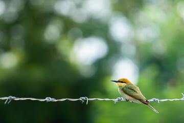 Chestnut-headed Bee-eater, Bay-headed Bee-eater,bird sitting on wire