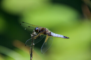 libellula 05 - libellula su uno stelo di erba lacustre
