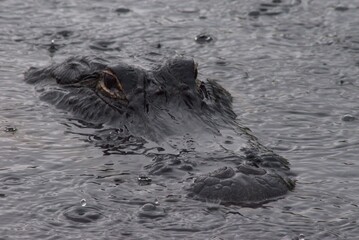 crocodile in the water