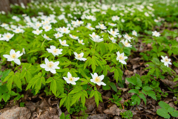 Spring forest and beautiful , white anemones. Anemone nemorosa