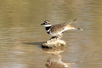 This Killdeer Rocks