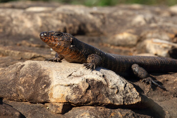 Felsen-Schildechse / Giant plated lizard / Gerrhosaurus validus