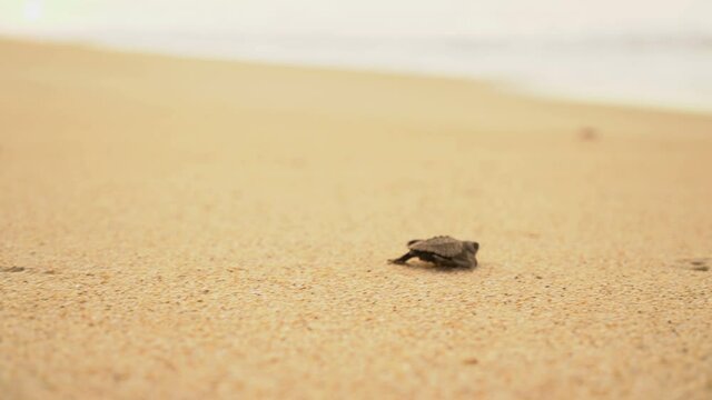 Documentary frames. Newborn sea turtles run on the beach to the water of the Pacific Ocean. Dawn. Soft sunlight. Extra Long Shot,