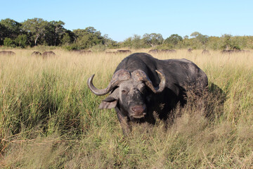 Obraz premium Kaffernbüffel / African buffalo / Syncerus caffer