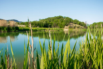Forest Lake