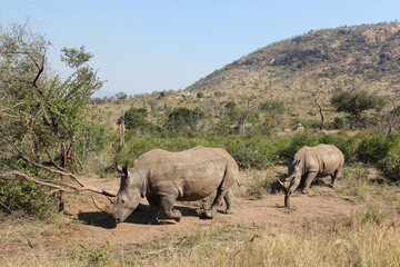 Fototapeta premium Breitmaulnashorn / Square-lipped rhinoceros / Ceratotherium Simum