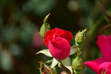 Roses blooming in the spring.