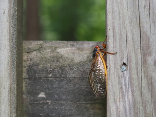 closeup of brood X cicada on wooden fence