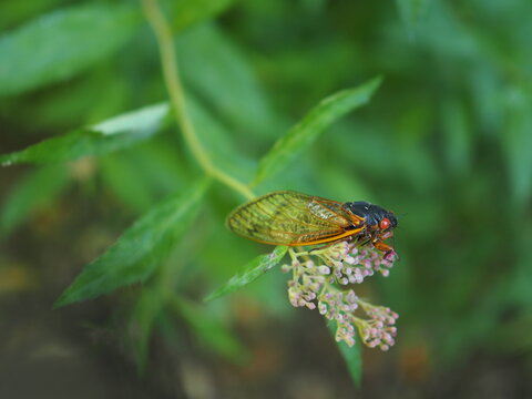 Closeup Of Brood X Cicada 